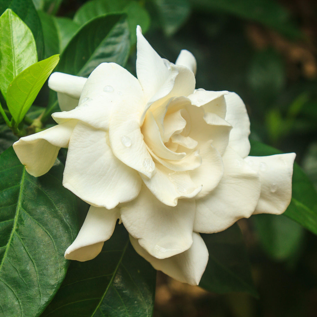 Gardenia jasminoides 'Frost Proof' ~ Frost Proof Gardenia