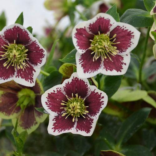 Helleborus 'Honeymoon Mix' ~ Honeymoon® Mix Lenten Rose