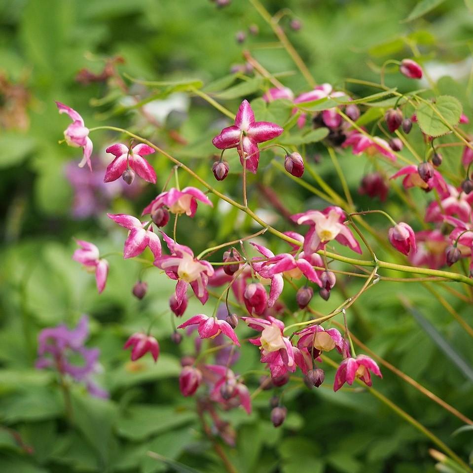 Epimedium rubrum ~ Red Barrenwort, Bishop's Hat