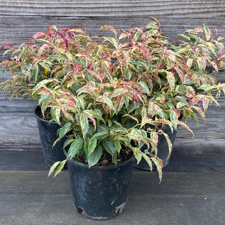 Leucothoe fontanesiana 'Rainbow' ~ Rainbow Drooping Leucothoe