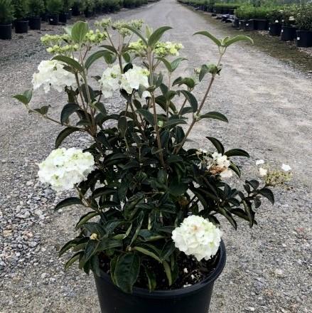 Viburnum macrocephalum 'Sterile' ~  Sterile Viburnum, Chinese Snowball