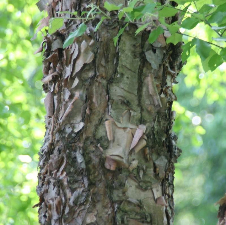 Betula nigra 'Cully' ~ Heritage® River Birch