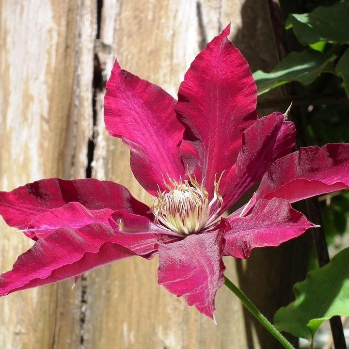 Clematis viticella 'Evipo016' ~ Rebecca™ Clematis