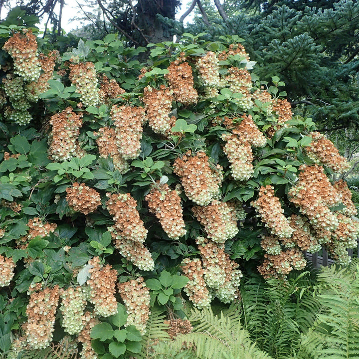 Hydrangea quercifolia 'Snowflake' ~ Snowflake Hydrangea