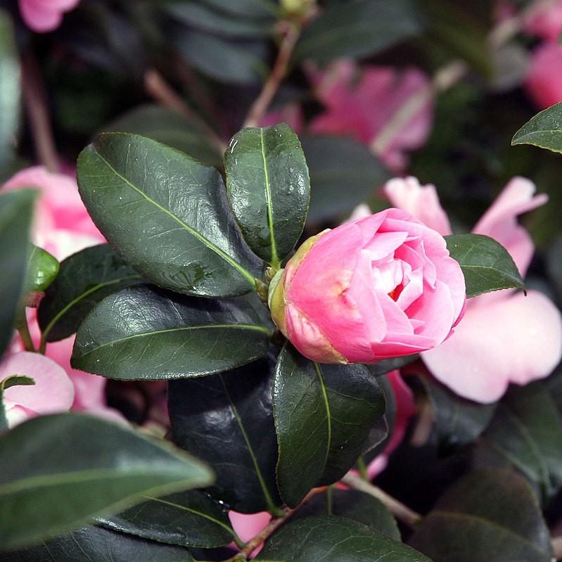 Camellia japonica 'Carámbano rosa' ~ Camelia carámbano rosa