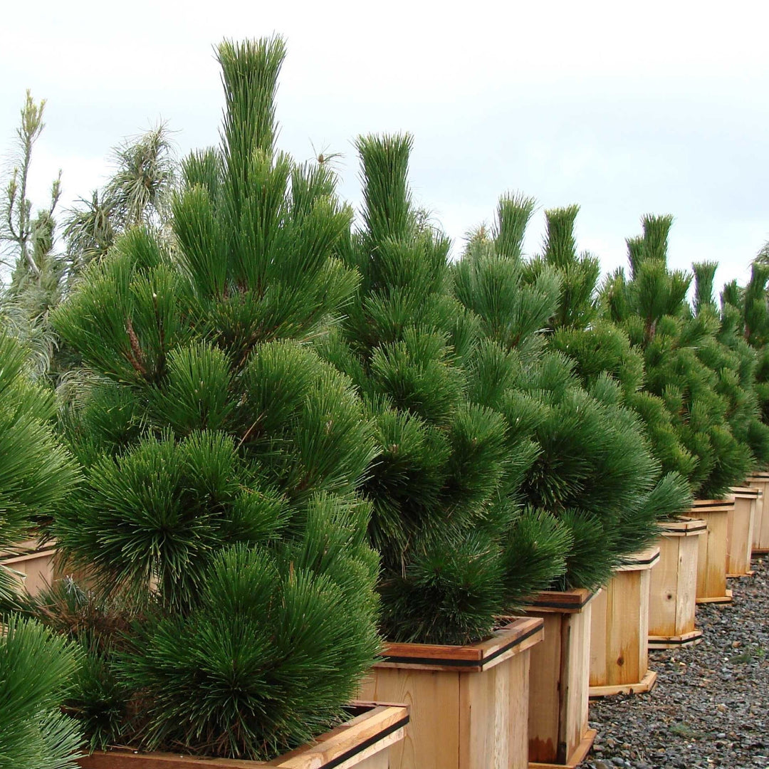 Pinus thunbergii 'Thunderhead' ~ Thunderhead Japanese Black Pine