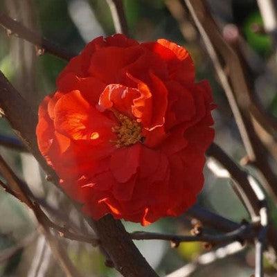 Chaenomeles speciosa 'Orange Storm' USPP 20,950 ~ PW® Double Take™ Orange Flowering Quince