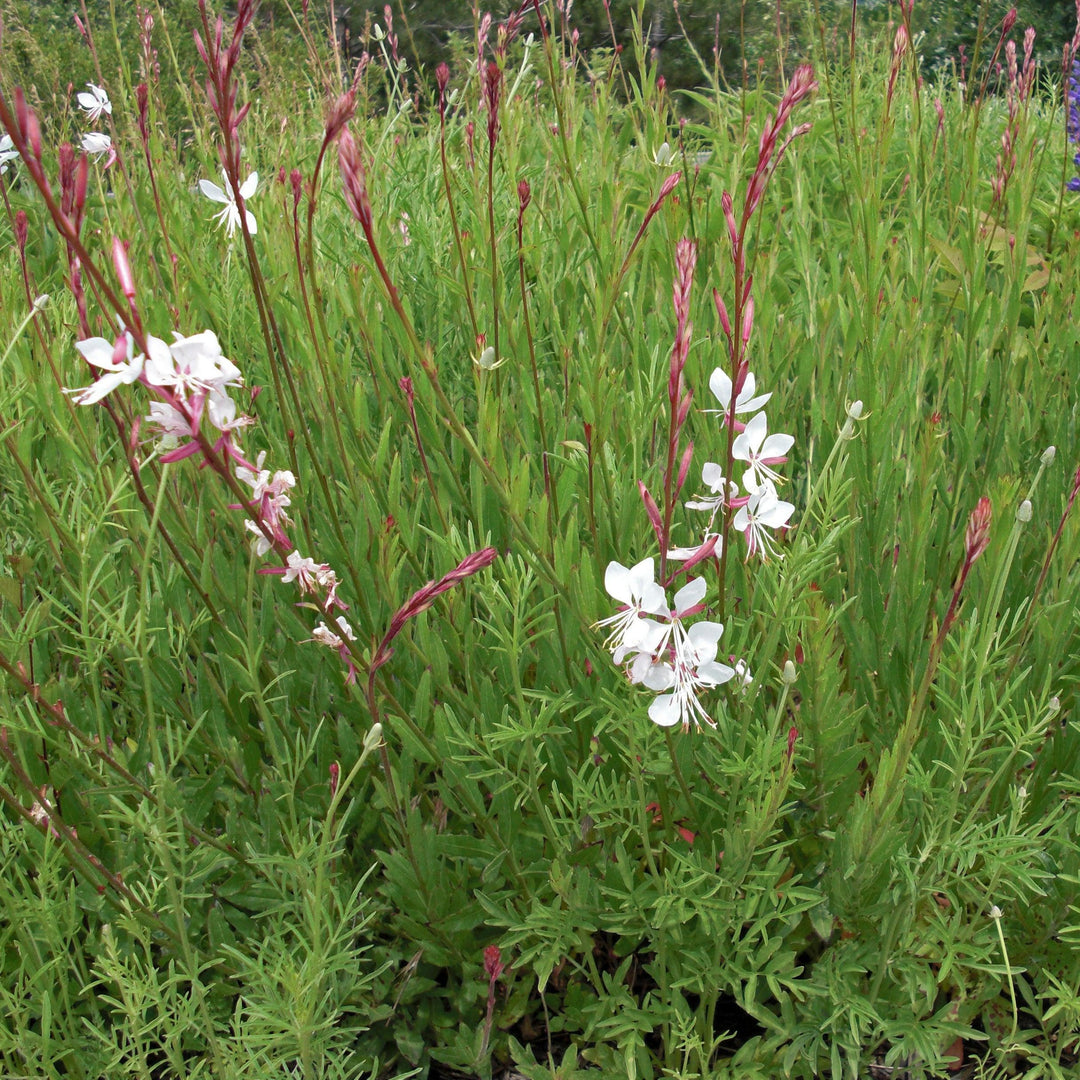 Gaura lindheimeri 'Whirling Butterflies' ~ Whirling Butterflies Gaura