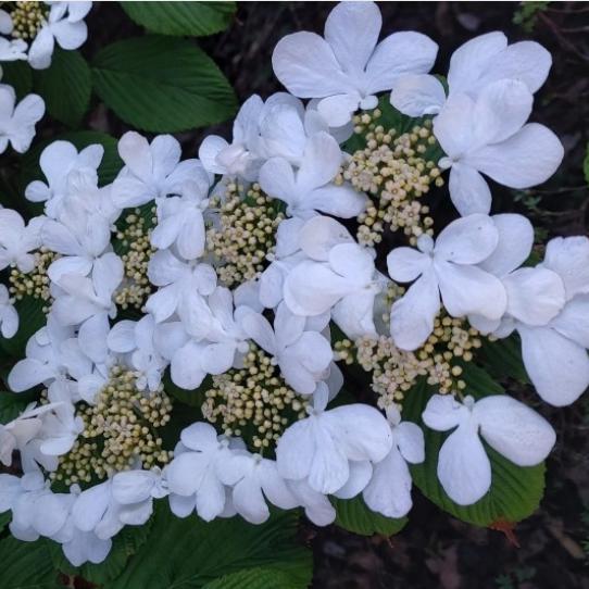 Hydrangea macrophylla 'Dama de Rojo' ~ Majestics® Dama de Hortensia Roja