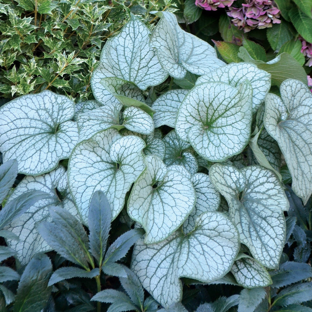 Brunnera macrophylla 'Alexander's Great' ~ Alexander's Great Siberian Bugloss