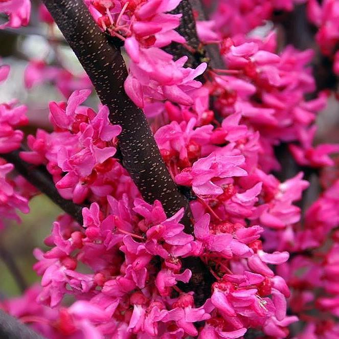 Cercis canadensis 'Rojo de los Apalaches' ~ Redbud rojo de los Apalaches