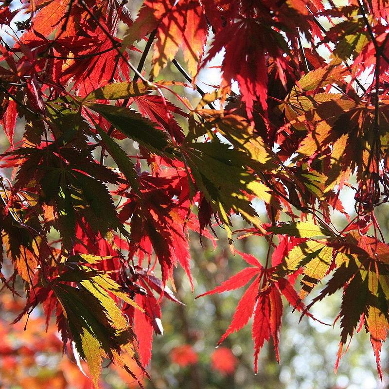 Acer palmatum var dissectum 'Burgundy Lace' ~ Burgundy Lace Japanese Maple