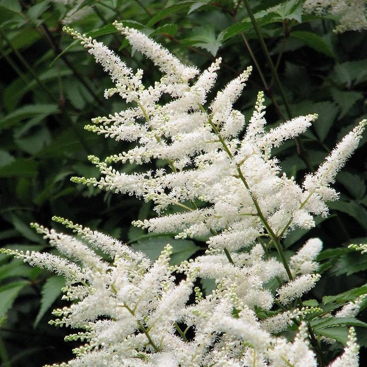 Astilbe japonica 'Deutschland' ~ Deutschland Japanese Astilbe