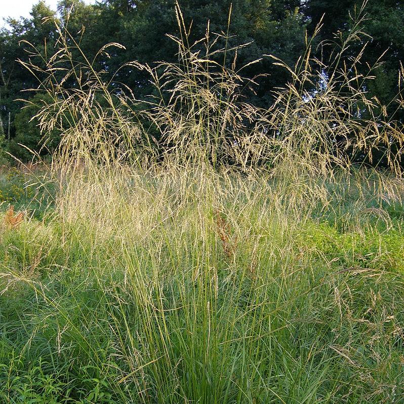 Deschampsia cespitosa ~ Pasto copetudo