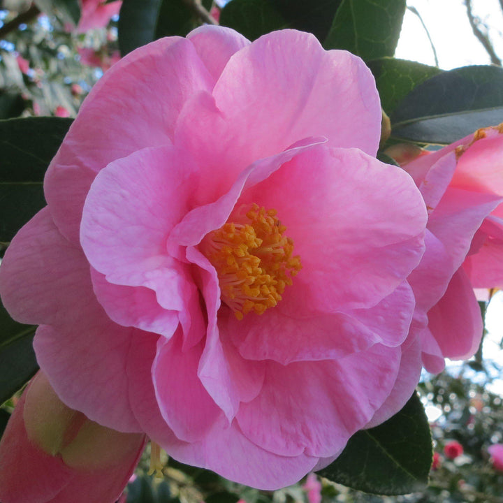 Camellia japonica 'La perfección de Taylor' ~ La perfección de Taylor Camellia