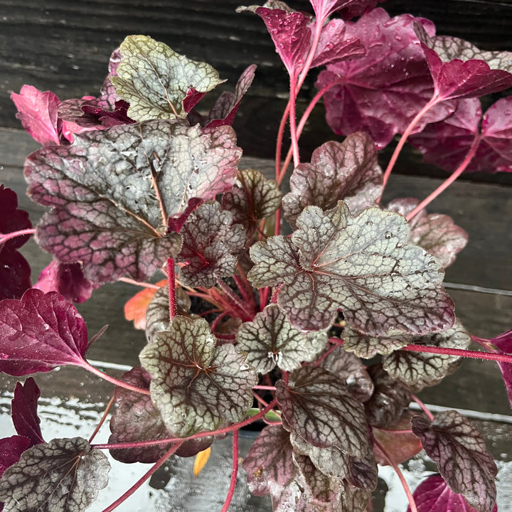 Heuchera 'Grape Expectations' ~ Grape Expectations Coral Bells