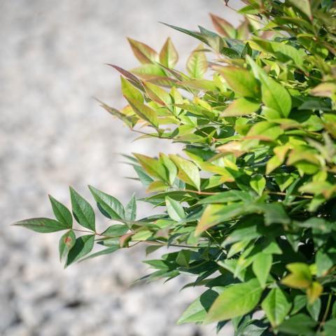 Nandina domestica 'Gulf Stream' ~ Bambú celestial de la Corriente del Golfo