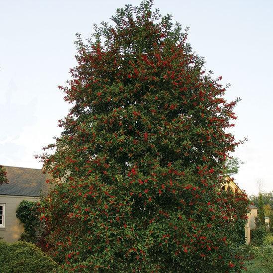 Ilex opaca x 'HL10-90' ~ Joya de Navidad® Holly