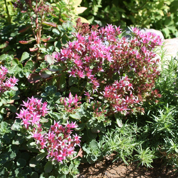 Sedum spurium 'Schorbuser Blut' ~ Dragon's Blood Stonecrop