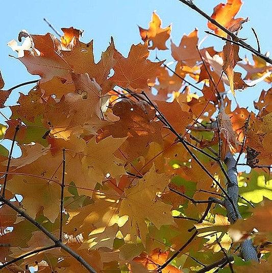 Acer saccharum 'Green Mountain' ~ Green Mountain Sugar Maple