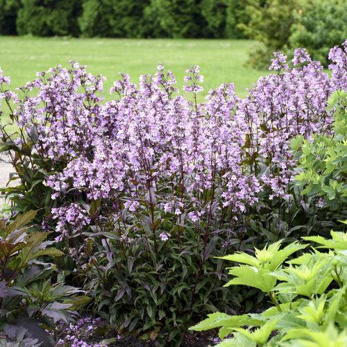 Penstemon ‘Midnight Masquerade’ ~ Midnight Masquerade Beardtongue