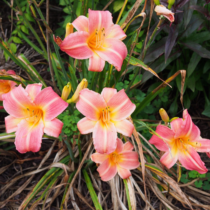 Hemerocallis 'Cherry Cheeks' ~ Cherry Cheeks Daylily