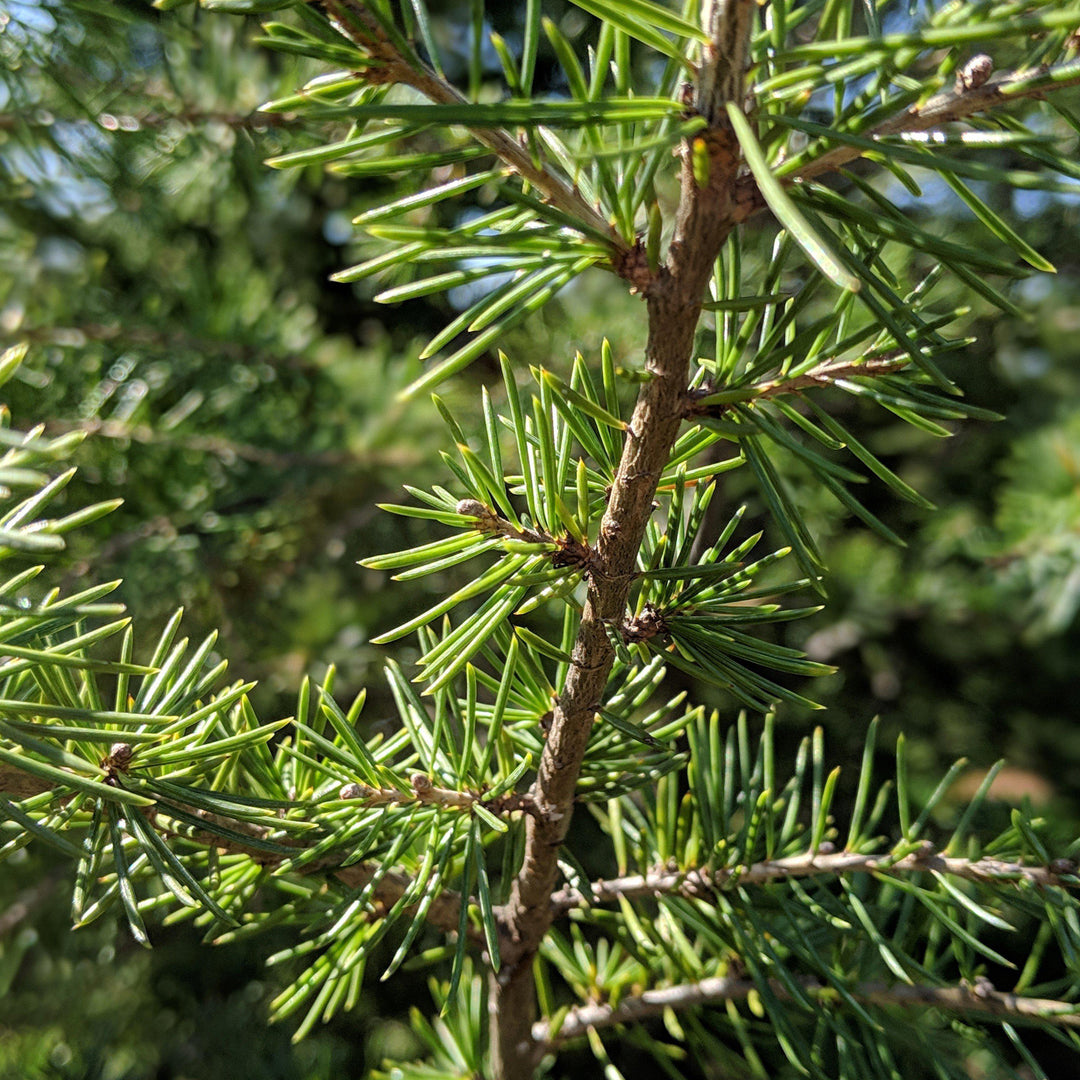 Cedrus deodara 'Bill's Blue' ~ Bill's Blue Deodar Cedar