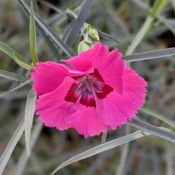 Dianthus 'Wp17 Pie54’ PP30,245 ~ American Pie™ Bumbleberry Pie Dianthus