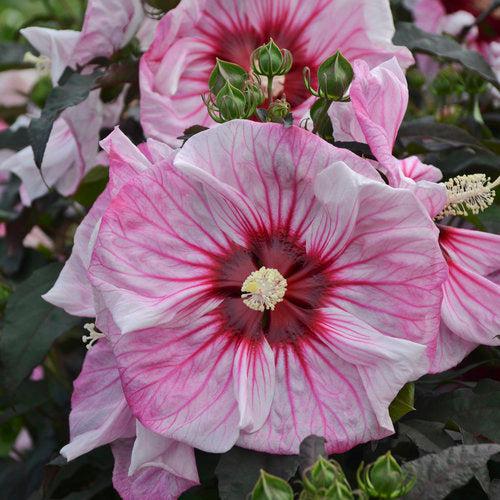 Hibiscus 'Cherry Choco Latte' ~ Summerific® Cherry Choco Latte Hibiscus