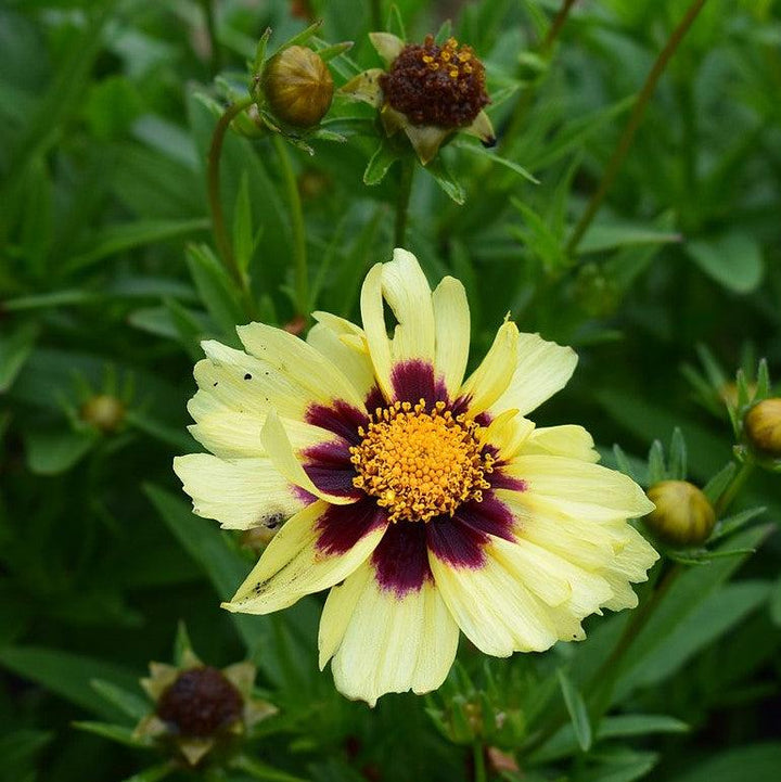 Coreopsis 'Balupteamed' PP28866 ~ Uptick™ Cream & Red Coreopsis