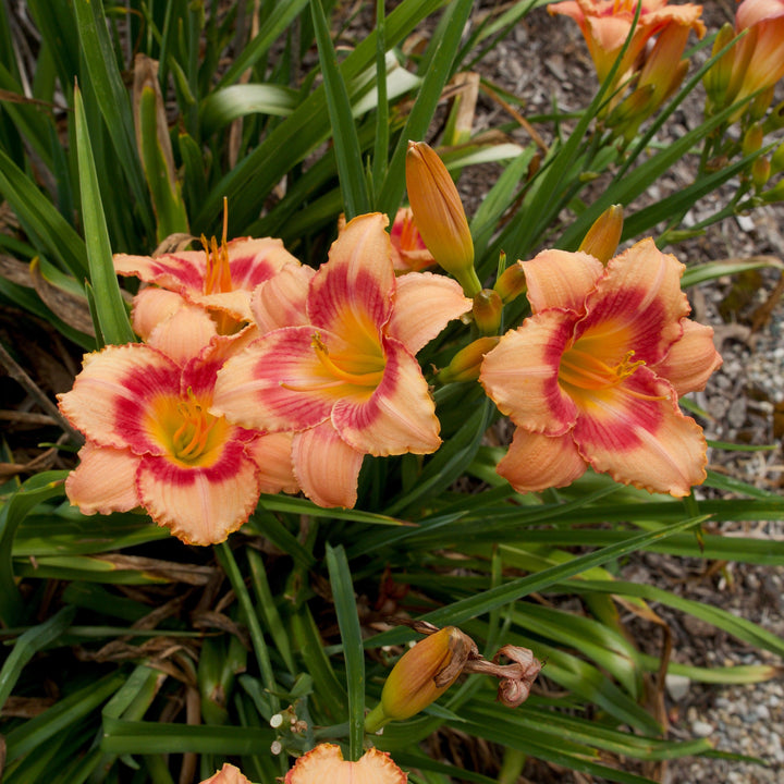 Hemerocallis 'Strawberry Candy' ~ Strawberry Candy Daylily