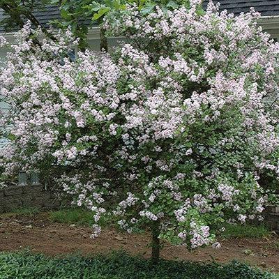 Syringa meyeri 'Palibin' ~ Palibin Korean Lilac