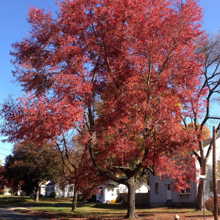 Acer rubrum 'Magnificent Magenta' ~ Burgundy Belle® Red Maple