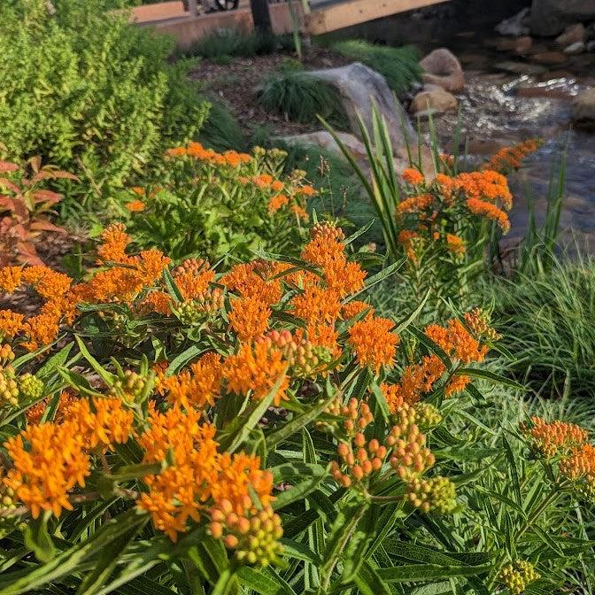 Asclepias tuberosa ~ Butterfly Weed