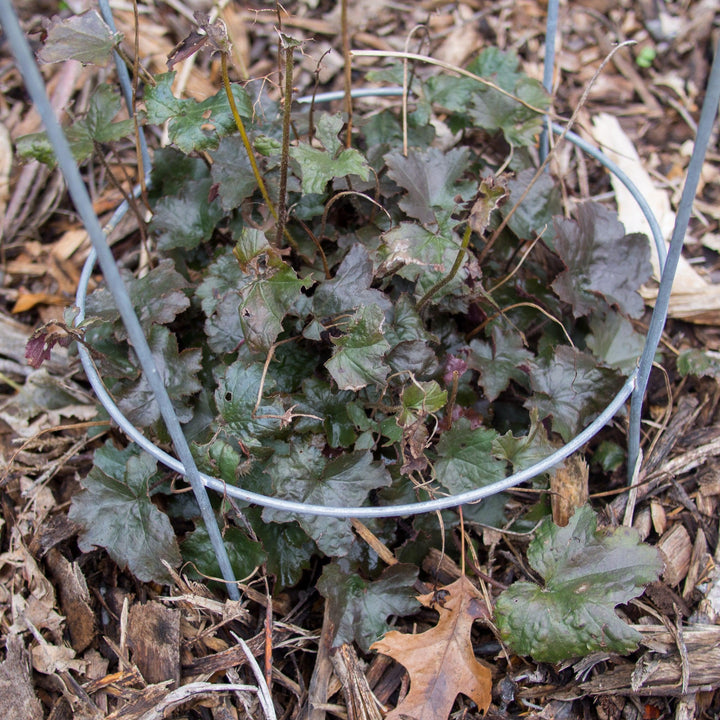 Heuchera 'Blackout' ~ Blackout Coral Bells