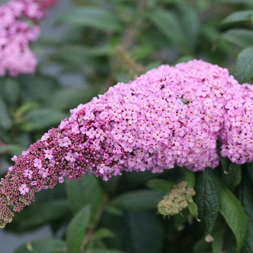 Buddleia davidii 'Pugster Pink' ~ Arbusto de mariposa enana Pugster Pink®