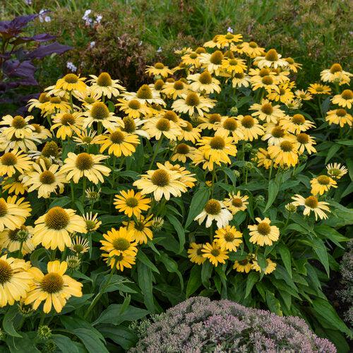 Echinacea 'Yellow My Darling' ~ Color Coded® Yellow My Darling Echinacea