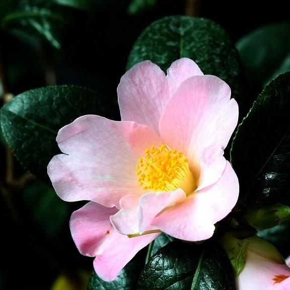 Camellia sasanqua 'Maiden's Blush' ~ Maiden's Blush Camellia