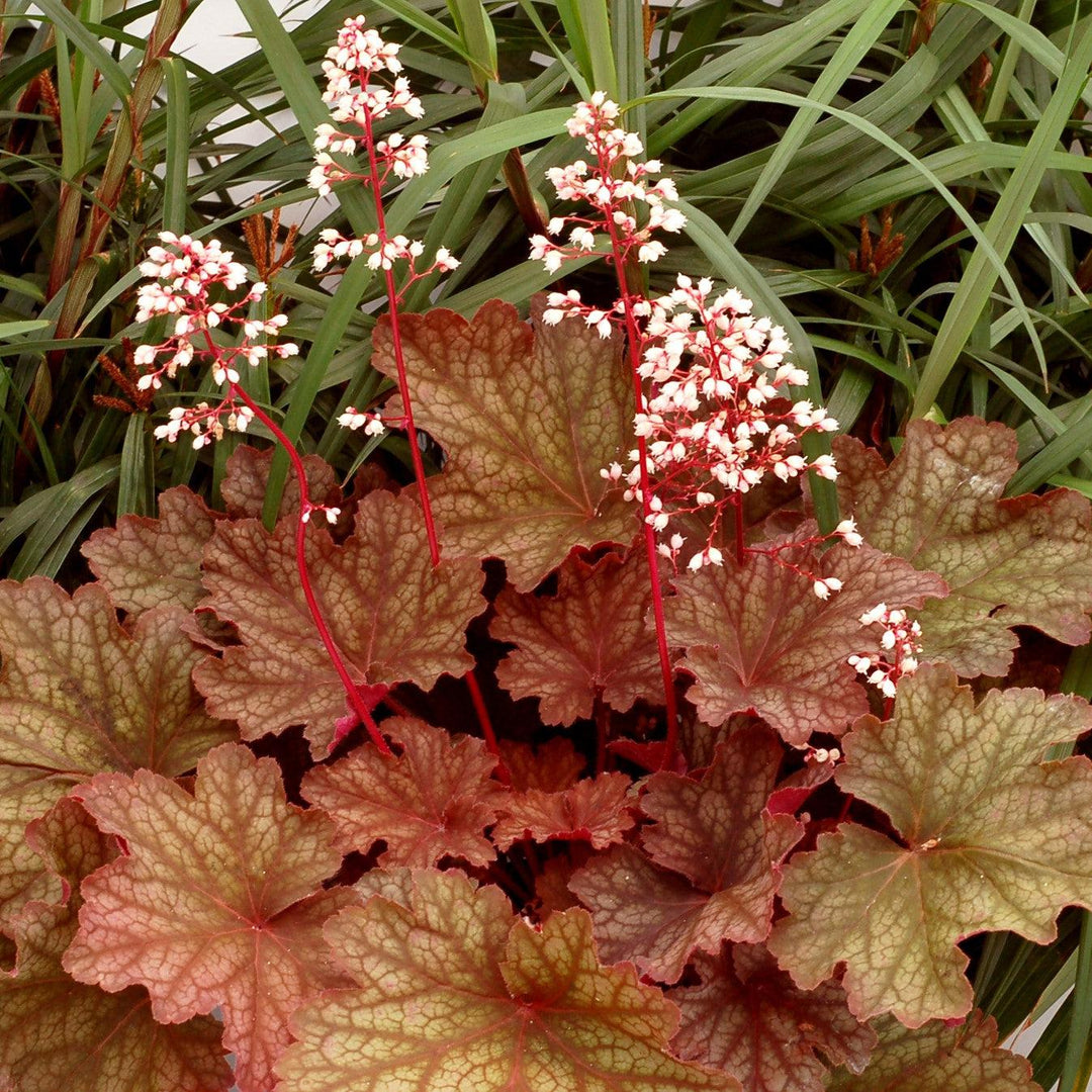 Heuchera 'Rio' ~ CITY™ Rio Heuchera