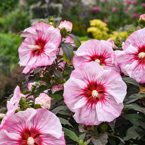Hibiscus 'Cherry Choco Latte' ~ Summerific® Cherry Choco Latte Hibiscus