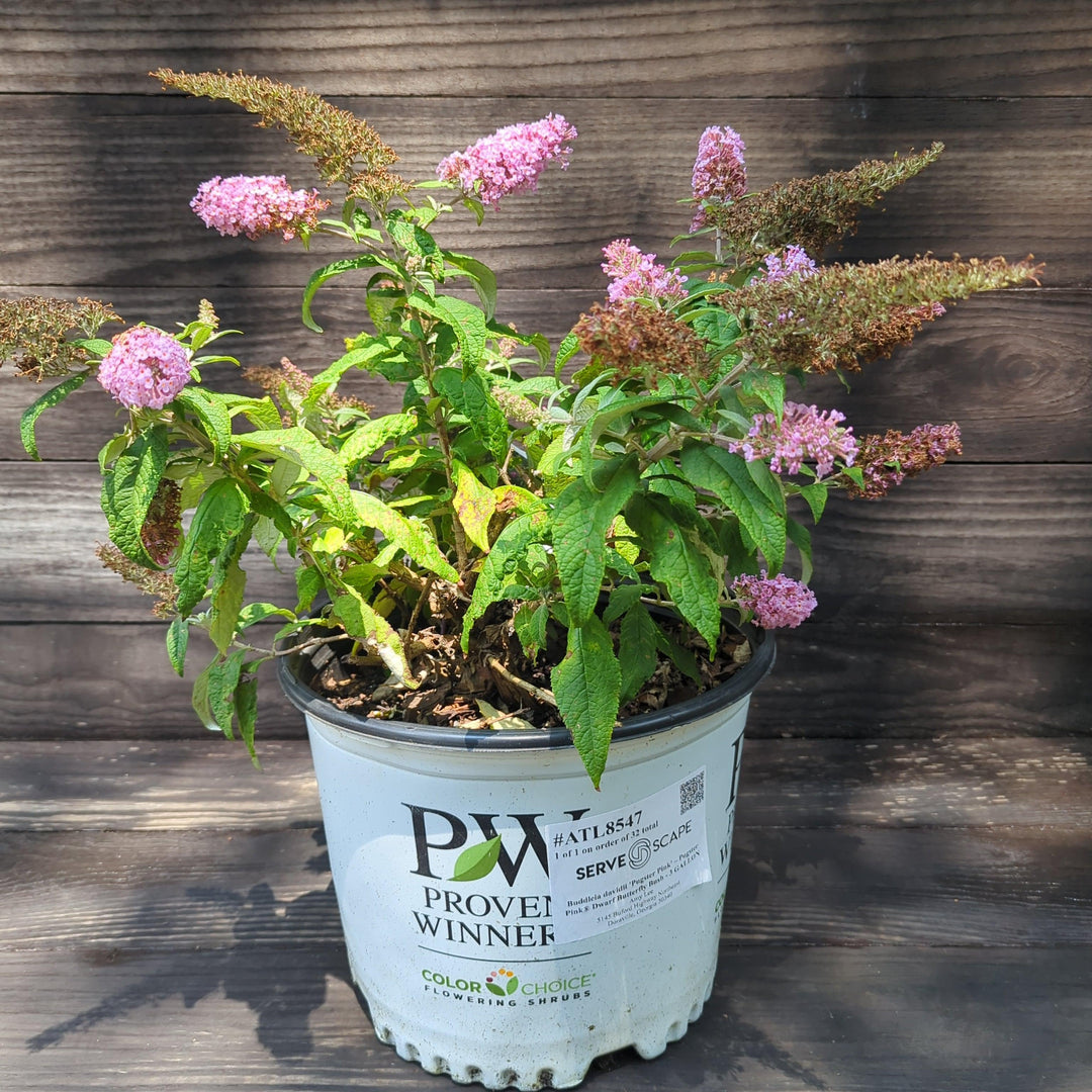 Buddleia davidii 'Pugster Pink' ~ Arbusto de mariposa enana Pugster Pink®