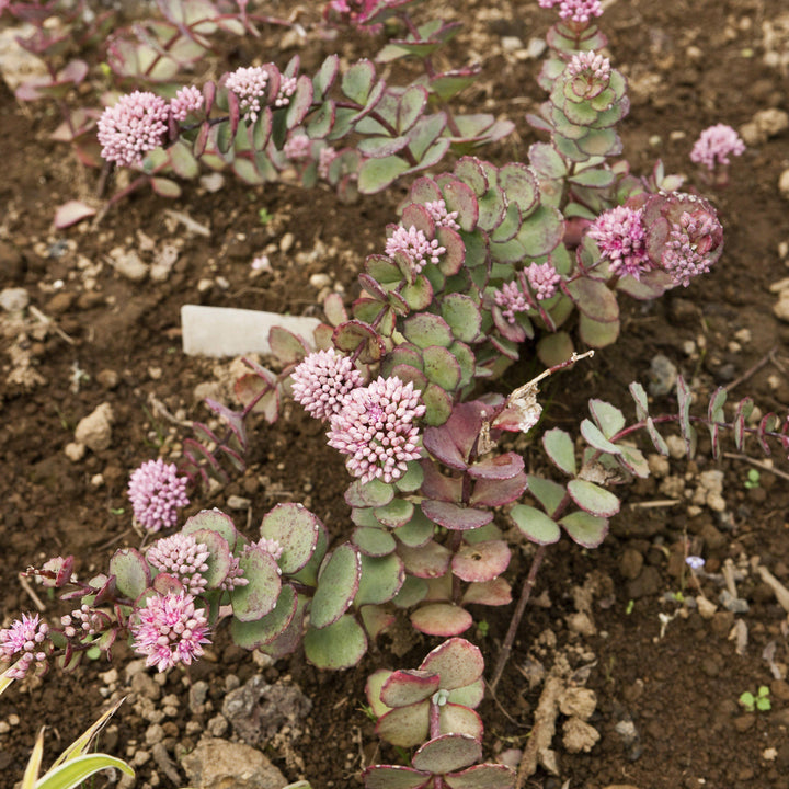 Sedum 'Lime Zinger' ~ SunSparkler® Lime Zinger Sedum