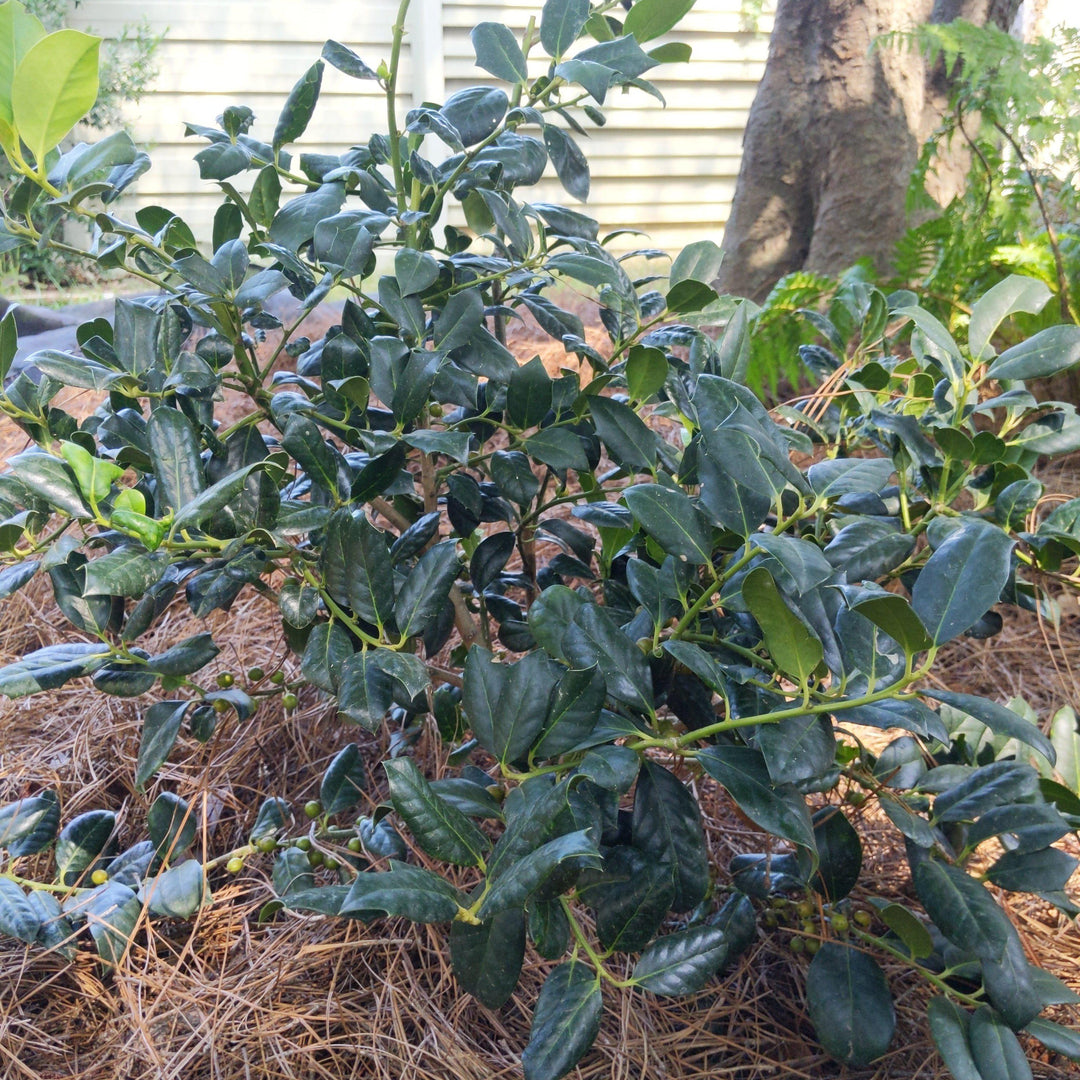 Ilex 'Nellie R. Stevens' ~ Nellie R. Stevens Holly