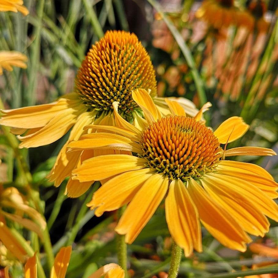 Echinacea 'TNECHKY' PP29922 ~ Kismet® Yellow Coneflower