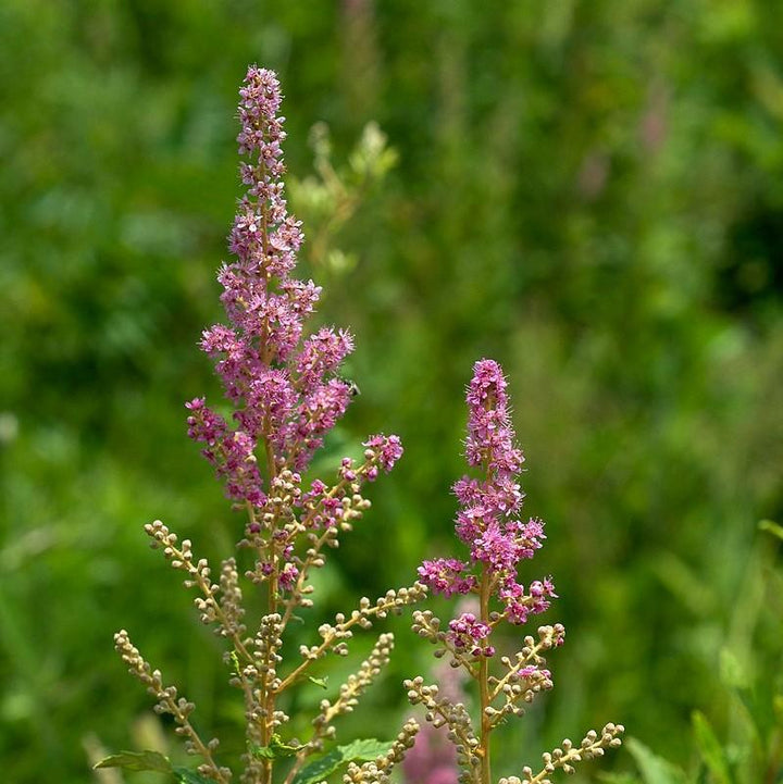 Spiraea tomentosa ~ Steeplebush