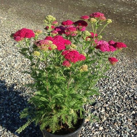 Achillea millefolium 'Strawberry Seduction' ~ Strawberry Seduction Yarrow