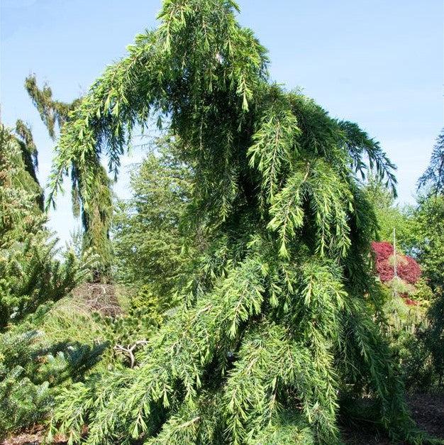 Cedrus deodara 'Feelin' Blue' ~ Feelin' Blue® Deodar Cedar