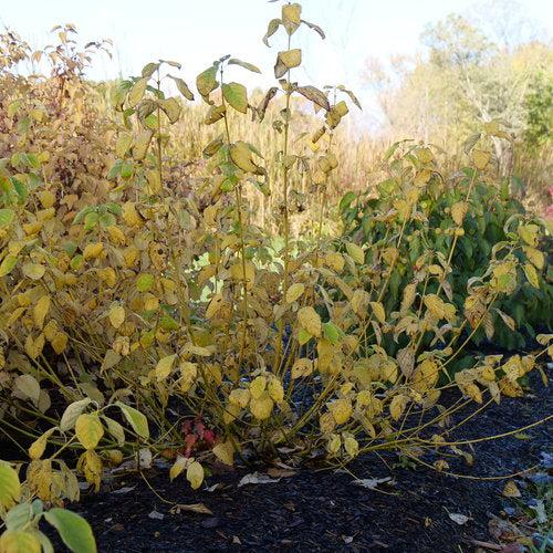 Cornus stolonifera 'SMNCSBD' ~ PW® Arctic Fire® Cornejo de ramita amarilla