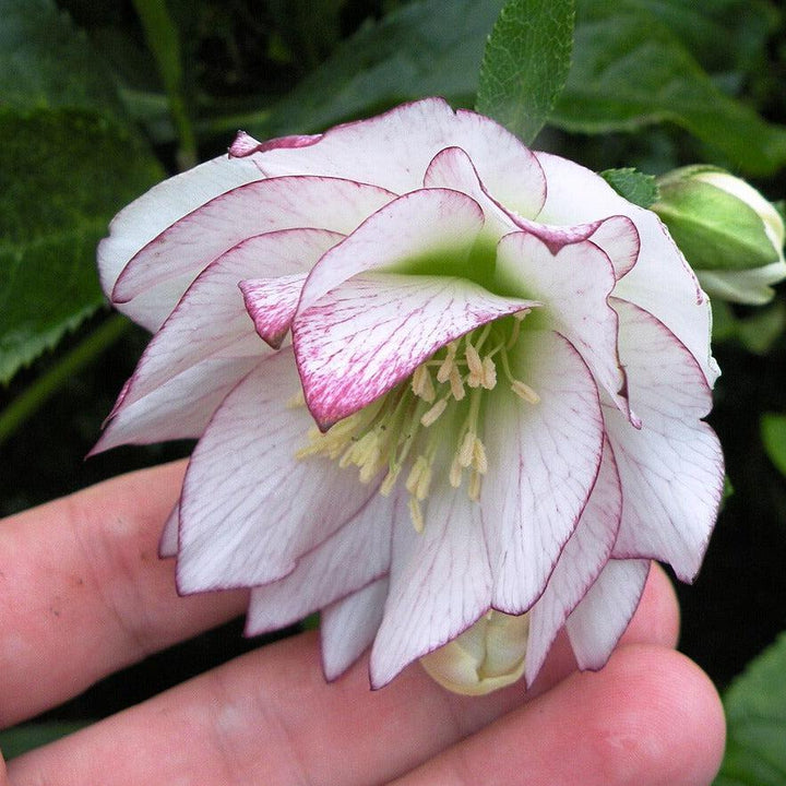 Helleborus 'Fire & Ice' ~ Winter Jewels™ Fire & Ice Hellebore