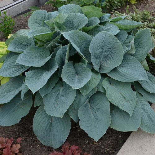 Hosta 'Blueberry Muffin' ~ Blueberry Muffin Hosta